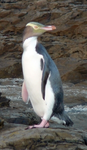 Guided Half Day Peninsula With Optional Wildlife Tour Add On.