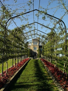 The Main Rose Trellis