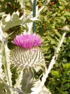 A Scotch Thistle 