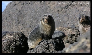 Seal Colony