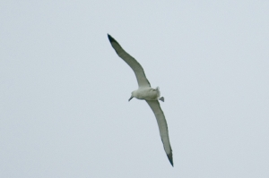 An Albatross